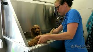 Pupkes Swaggie Google In Het Bad