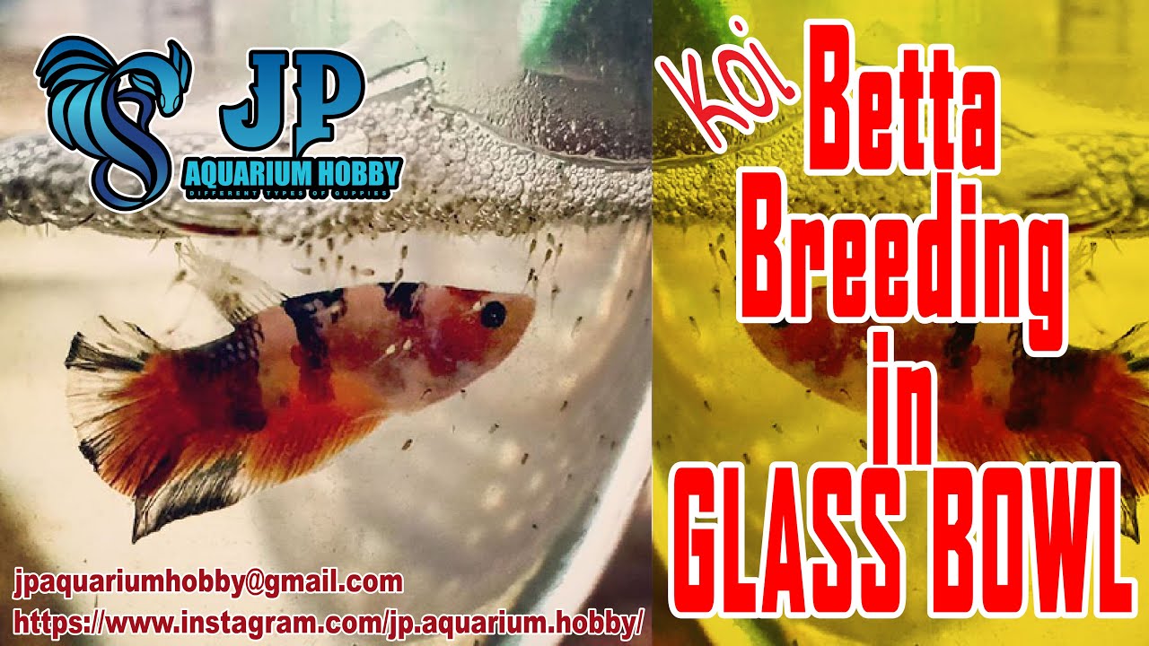 Koi Betta Breeding in Glass Bowl