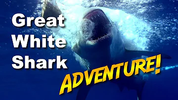 Great White Shark Adventure | JONATHAN BIRD'S BLUE WORLD
