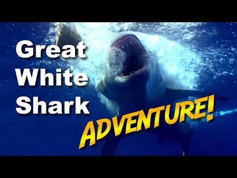 Great White Shark Adventure | JONATHAN BIRD'S BLUE WORLD