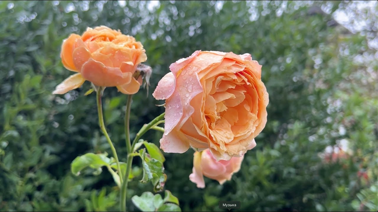 Розы первогодки/второгодки в октябре🧡 Выводы, планы, эксперименты.