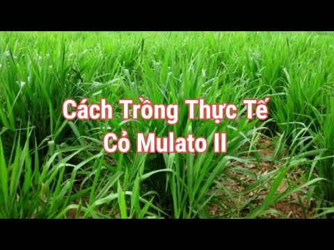 Video: Tiêu Mulato Là Gì - Cách Trồng Cây Tiêu Mulato Trong Vườn
