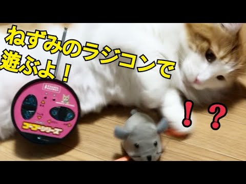 話題の猫用おもちゃゴーゴーマウスで遊んでみた メインクーン Youtube