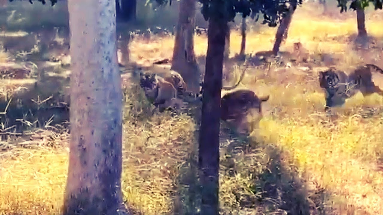 Rare video of Two tigers Hunting deer infront of people Wildlife