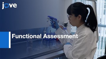 TGF-β-mediated Endothelial To Mesenchymal Transition- EndMT Effectors l Protocol Preview