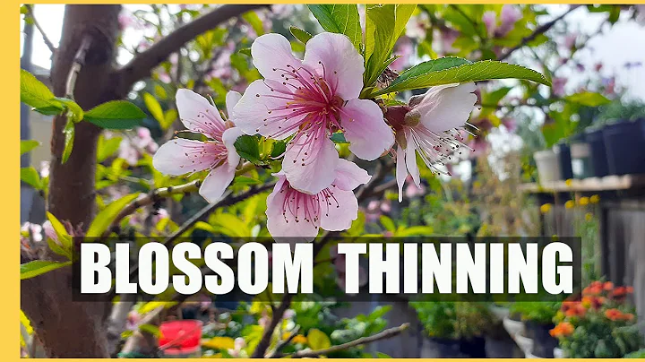 PEACH tree BLOSSOM thinning | The SECRET to growing LARGE JUICY peaches - DayDayNews