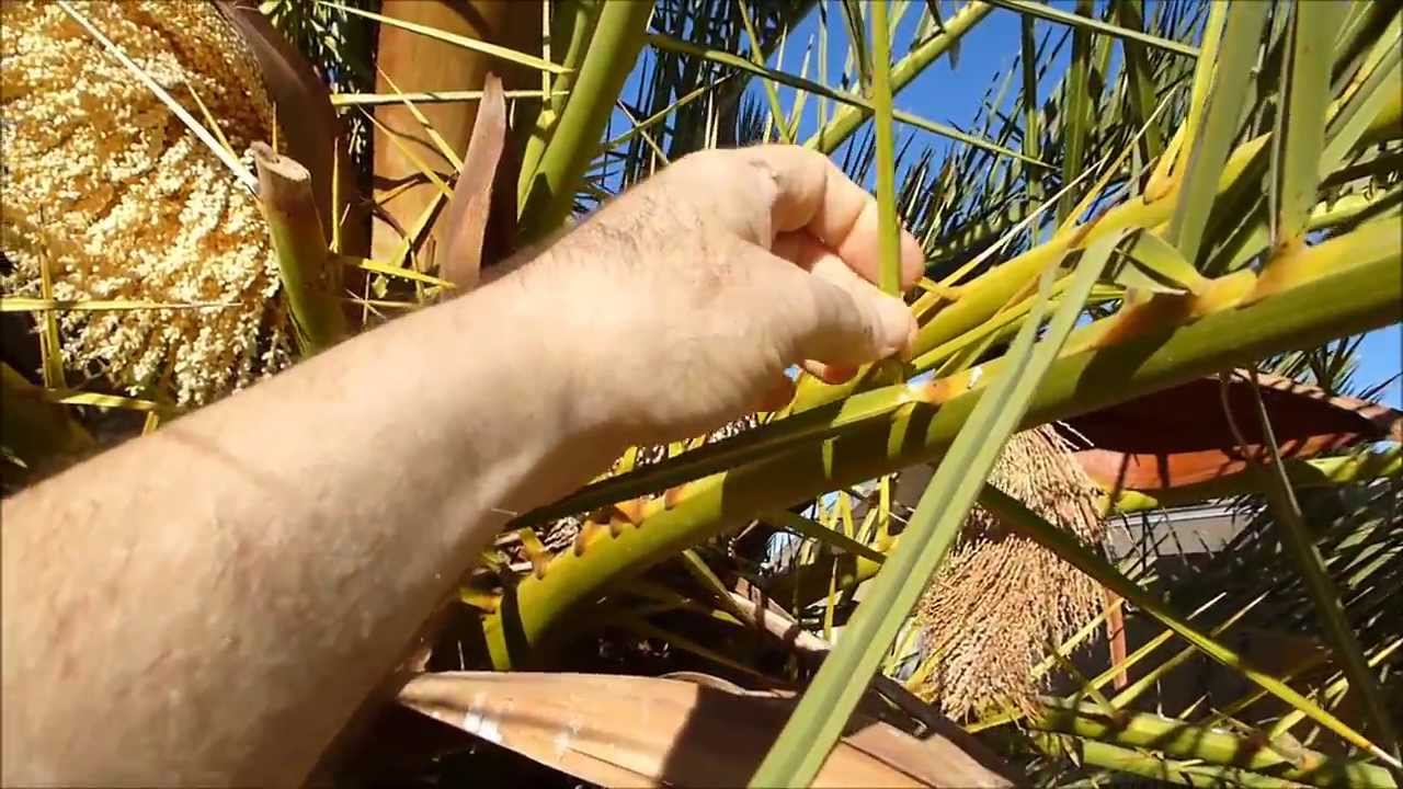 Canary Island Date Palm YouTube