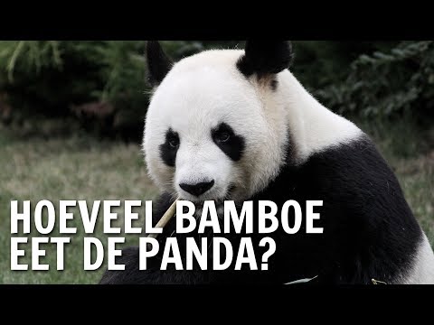 Video: Waar Leven Panda's?
