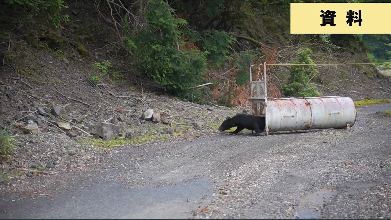 Tsu City Bear Alert] Bears spotted on the banks of the Ano River