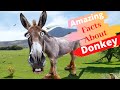 Top 20 Amazing Facts About Donkey