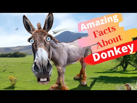 Video: Features Of The Use Of Donkeys As A Labor Force