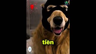 Sự khôn ngoan và tinh ranh của chú chó golden.