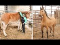 Horse SOO Cute! Cute And funny horse Videos Compilation cute moment #71