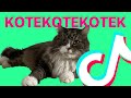 BULSJARZ — KOT KOT KOT feat. TommyGun & WRONA (TikTok) [Pełna Wersja]
