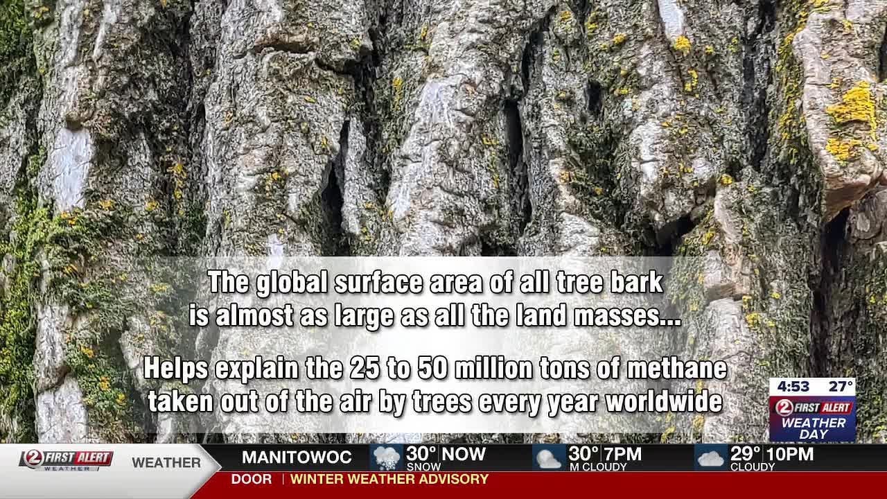 Trees are hiding a secret about greenhouse gases