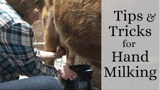 Tips for Hand Milking a Cow