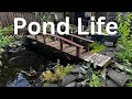 Tonight we are live at the pond