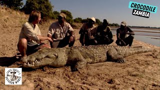 Epic Hunt for Giant Crocodile in Zambia