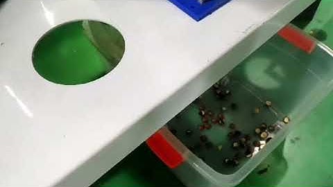 Macadamia Nut color sorting video