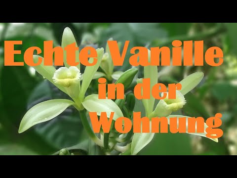 Video: Wachsende Aromatische Vanille