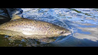 Salmon season 2022 / Neris