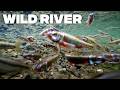 Wildlife in Europe : Who's Living in Your River?