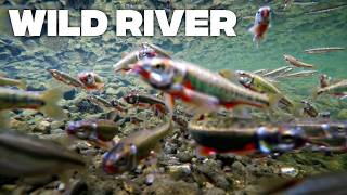 Download Lagu Wilde dieren in Europa: wie leeft er in jouw rivier? MP3 Download Lagu Wilde dieren in Europa: wie leeft er in jouw rivier? MP3
