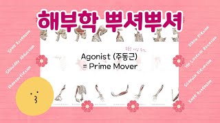 [필라테스 해부학] 신체 움직임별 주동근(Agonist) 훑어보기, 후루룩~! (feat. 3D 해부학어플)