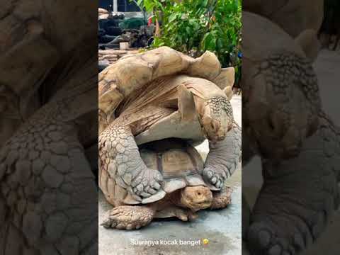 Video: Penyu dan Kura-kura Hewan Pemula Terbaik