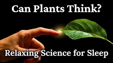 Can Plants Think? — Relaxing Science Documentary for Sleep