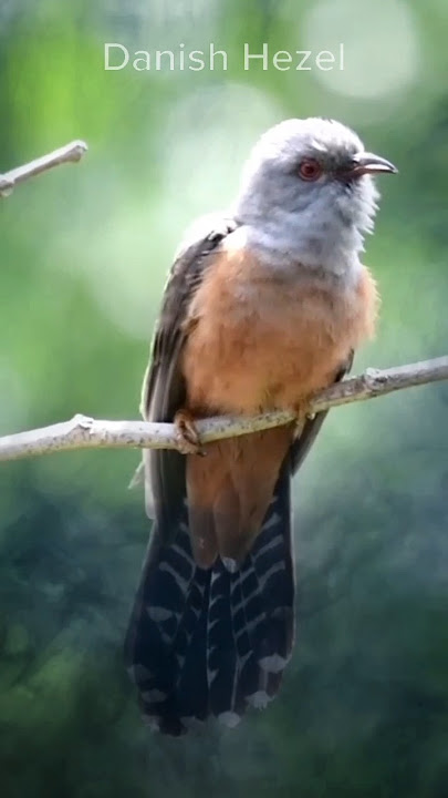 suara burung kedasih #feedshorts #shortvideo #mitos #fakta #burung