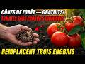 Des POMMES de Pin de la Forêt — GRATUITES ! Elles Remplacent Trois Engrais et Bloquent la Moisissure