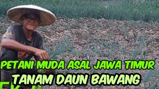 SEMANGAT MEBANTU DEK JIONO MENYEPROT DAUN BAWANG DI SORE HARI