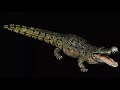 Deinosuchus Sound Effects (Ver. 2)