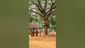 Big Snake Wrap Around Tree Near Village - Officers Step In!