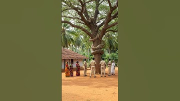 Big Snake Wrap Around Tree Near Village - Officers Step In!