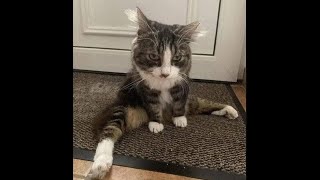 😺 I’ll rest and misbehave again! 🐈 Funny video with cats and kittens! 😸 by Baraban-TV 12,071 views 1 month ago 10 minutes, 12 seconds