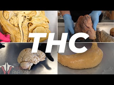 The Anatomy of THC 