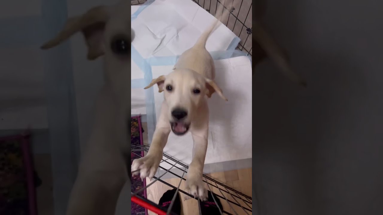 Bentley Is Going To His Forever Home Today 