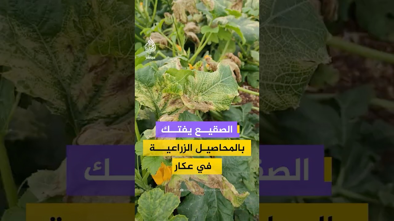 موجة صقيع تتلف المحاصيل الزراعية داخل البيوت البلاستيكية في عكار شمال لبنان