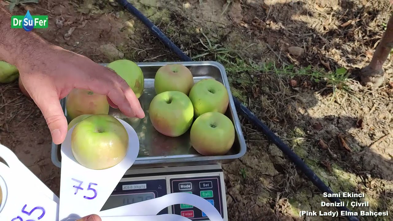 Sami Ekinci - Pink Lady Elma (Denizli/Çivril)