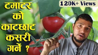 टमाटरको काटछाट कसरी गर्ने ? Tomato Farming in Nepal || टमाटर खेती || Growing Tomatoes