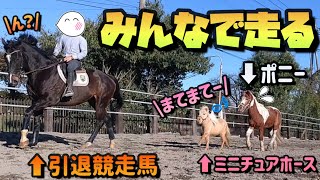 引退競走馬にかけっこを挑む小さなミニチュアホースが可愛い過ぎた！！子守りをするおじいちゃんポニーとお転婆な月毛の天使馬の放牧が最高に癒されました。【ツルマルボーイ様のシモべ】