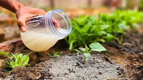 Cucumbers EXPLODE With Growth Using This Homemade Liquid Fertilizer!