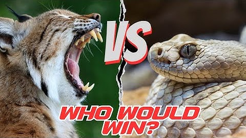 Bobcat Or Rattlesnake: The Ultimate Predator Showdown
