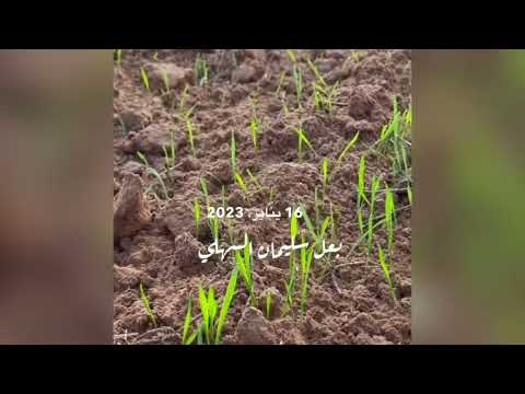 القمح المطري بالقصيم محافظة الشماسية زراعة سليمان السهلي 1444ه تم الحصاد بحمدالله