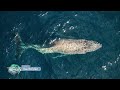 Ballena Jorobada con la columna fracturada vista en Baja California Sur.