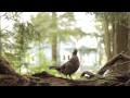 RUFFED GROUSE "DRUMMING" sound & video