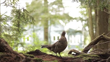 RUFFED GROUSE "DRUMMING" sound & video