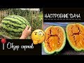 🧐 Обзор на арбуз 🍉 " Оранж Глоу" США / Watermelon "Orangeglo" USA